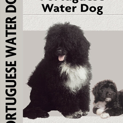 Portuguese Water Dog