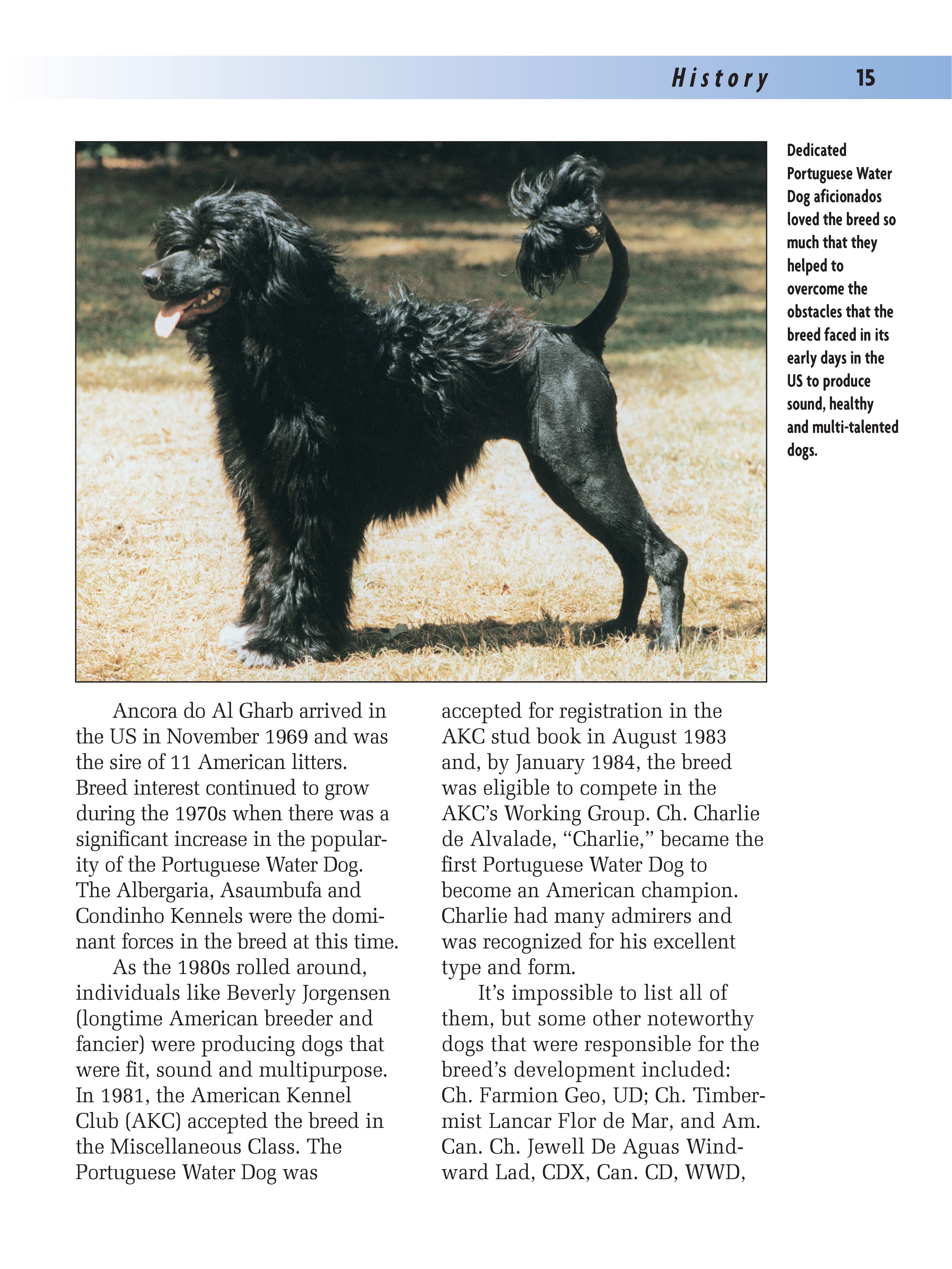 Portuguese Water Dog