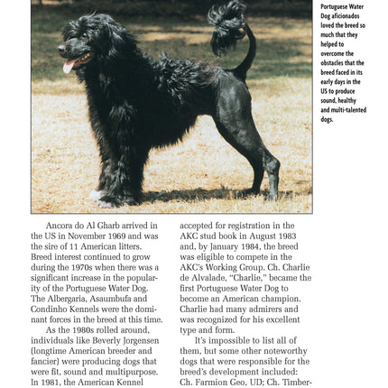 Portuguese Water Dog