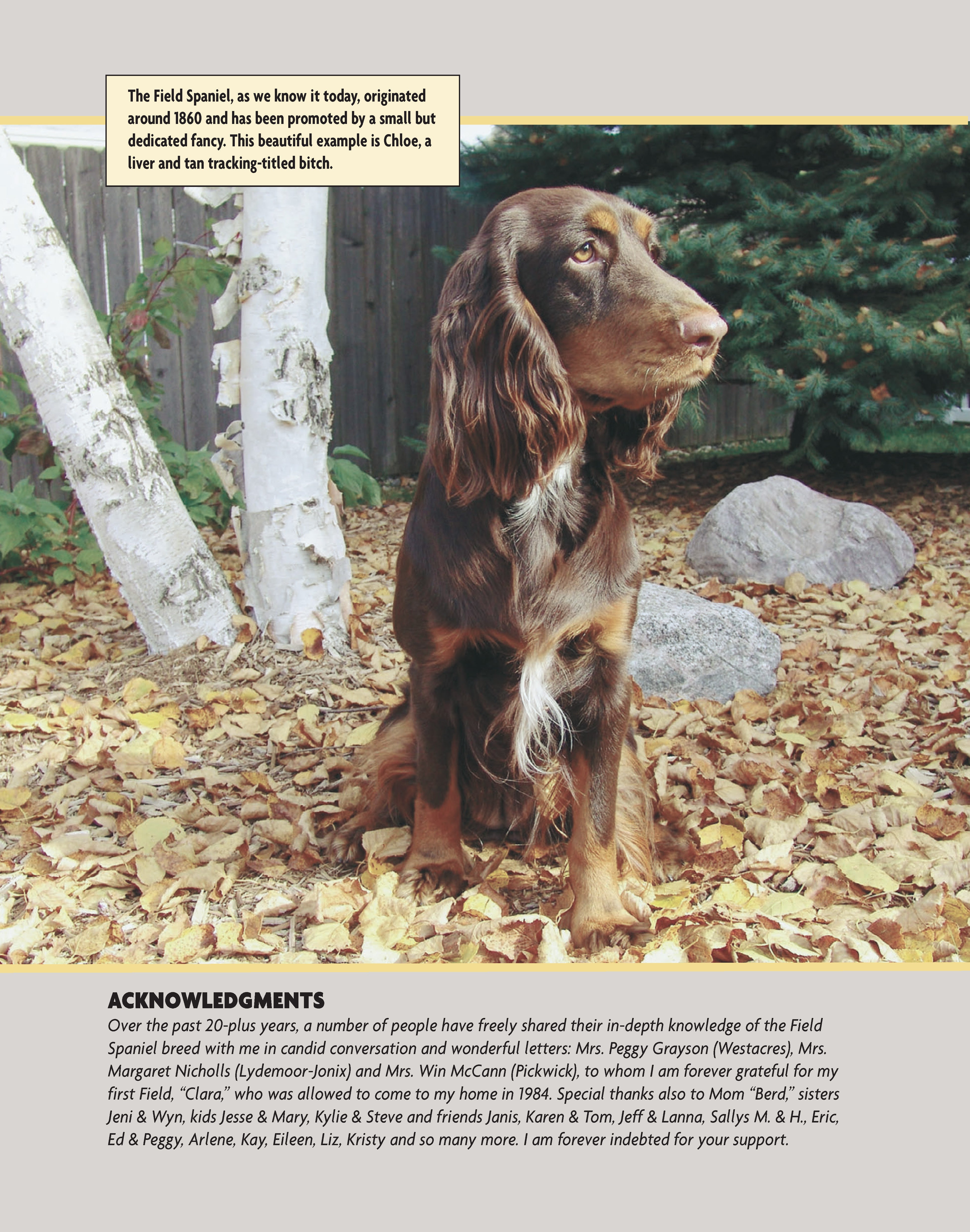 Field Spaniel