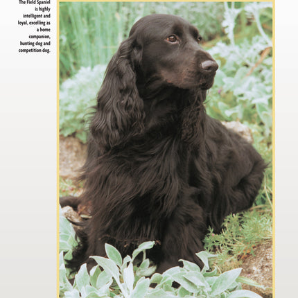 Field Spaniel