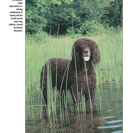 Irish Water Spaniel