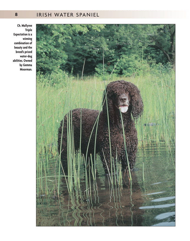 Irish Water Spaniel