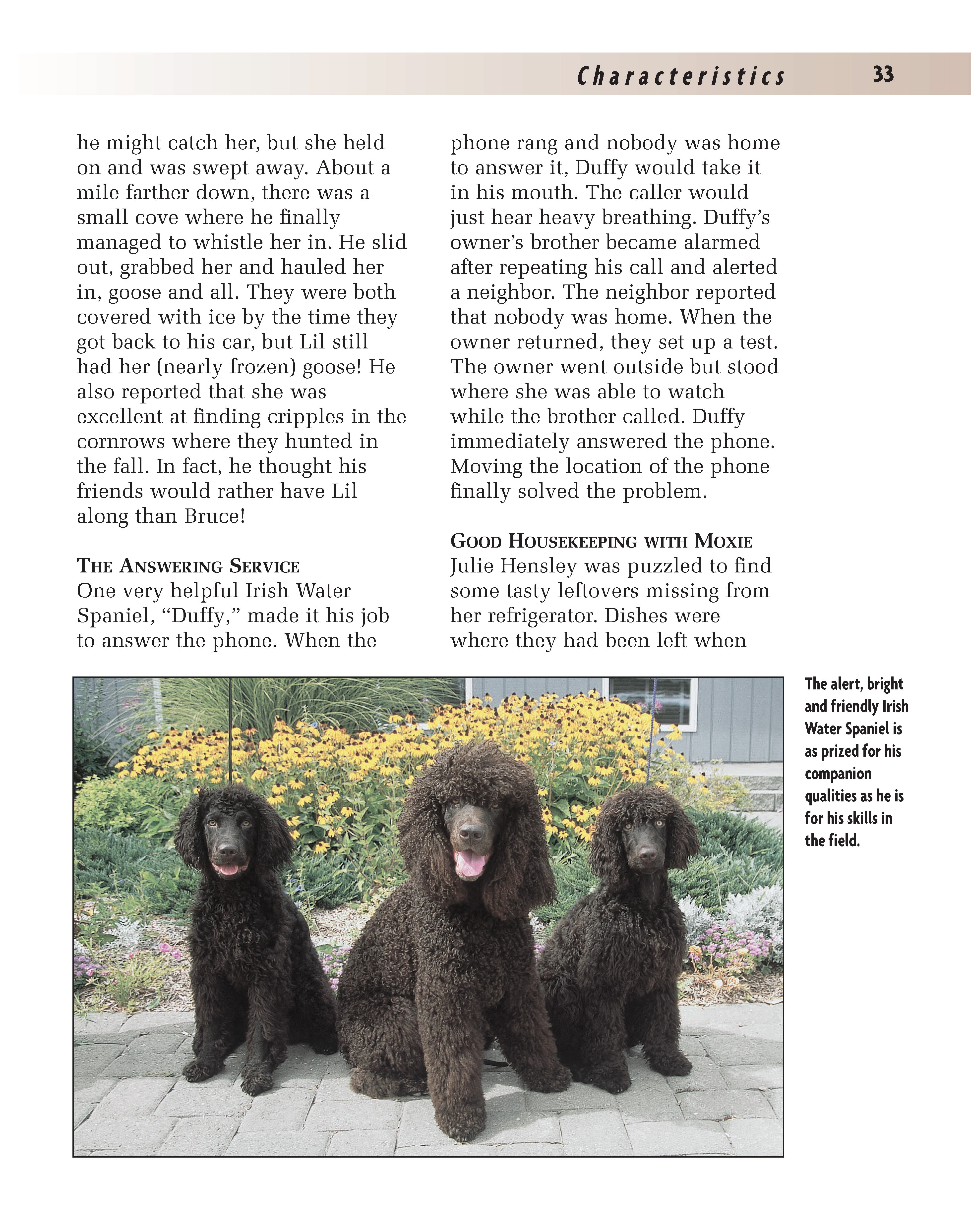 Irish Water Spaniel