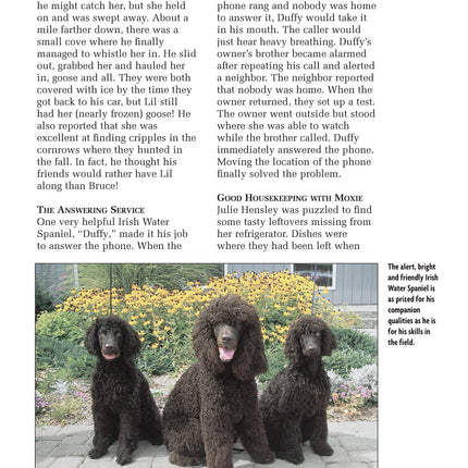 Irish Water Spaniel