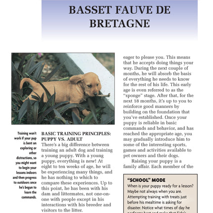 Basset Fauve De Bretagne