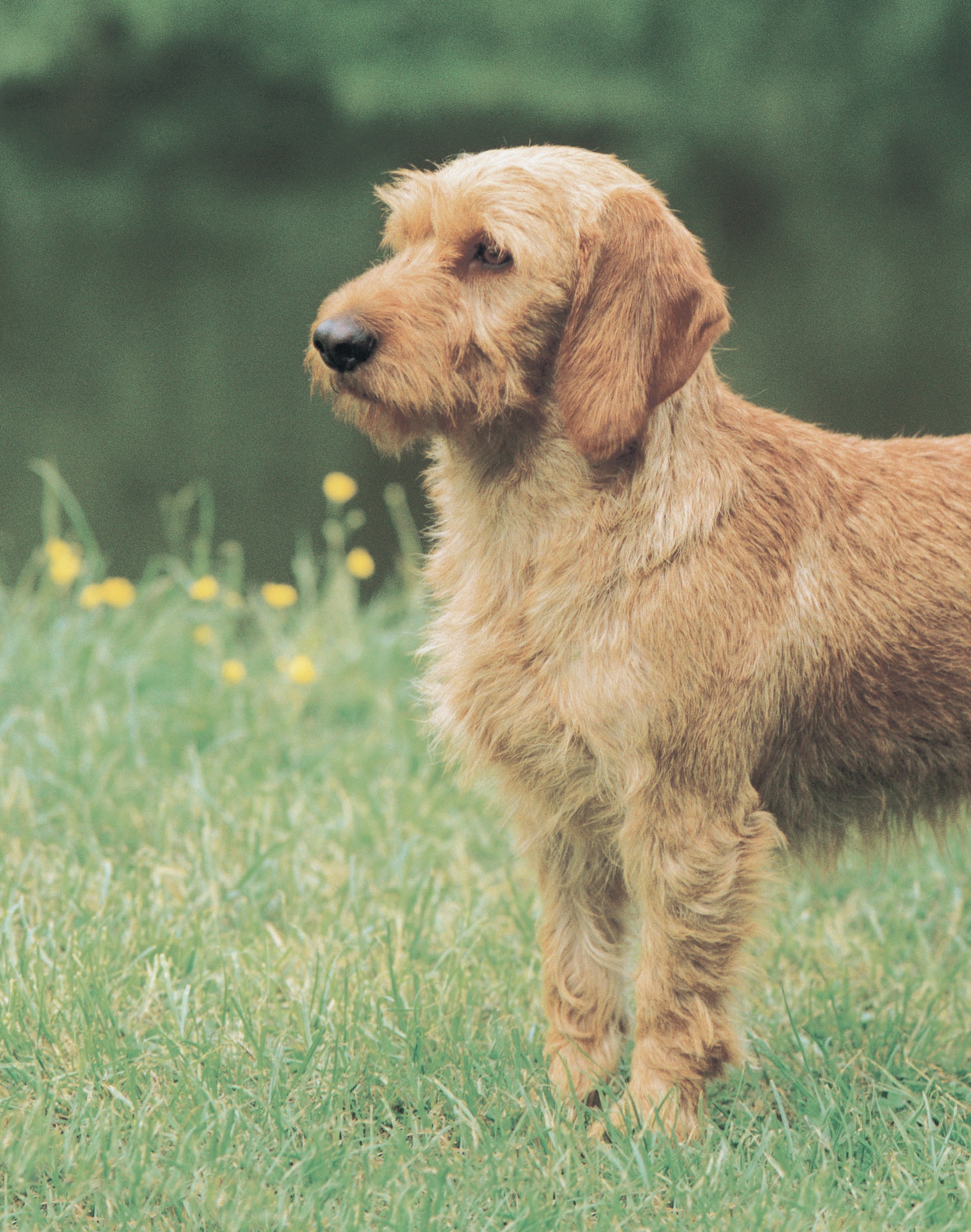 Basset Fauve De Bretagne