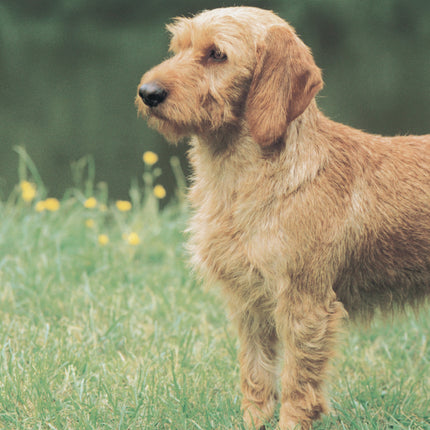 Basset Fauve De Bretagne