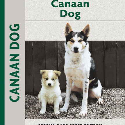 Canaan Dog