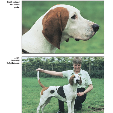 English Foxhound