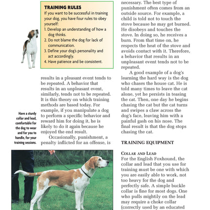 English Foxhound