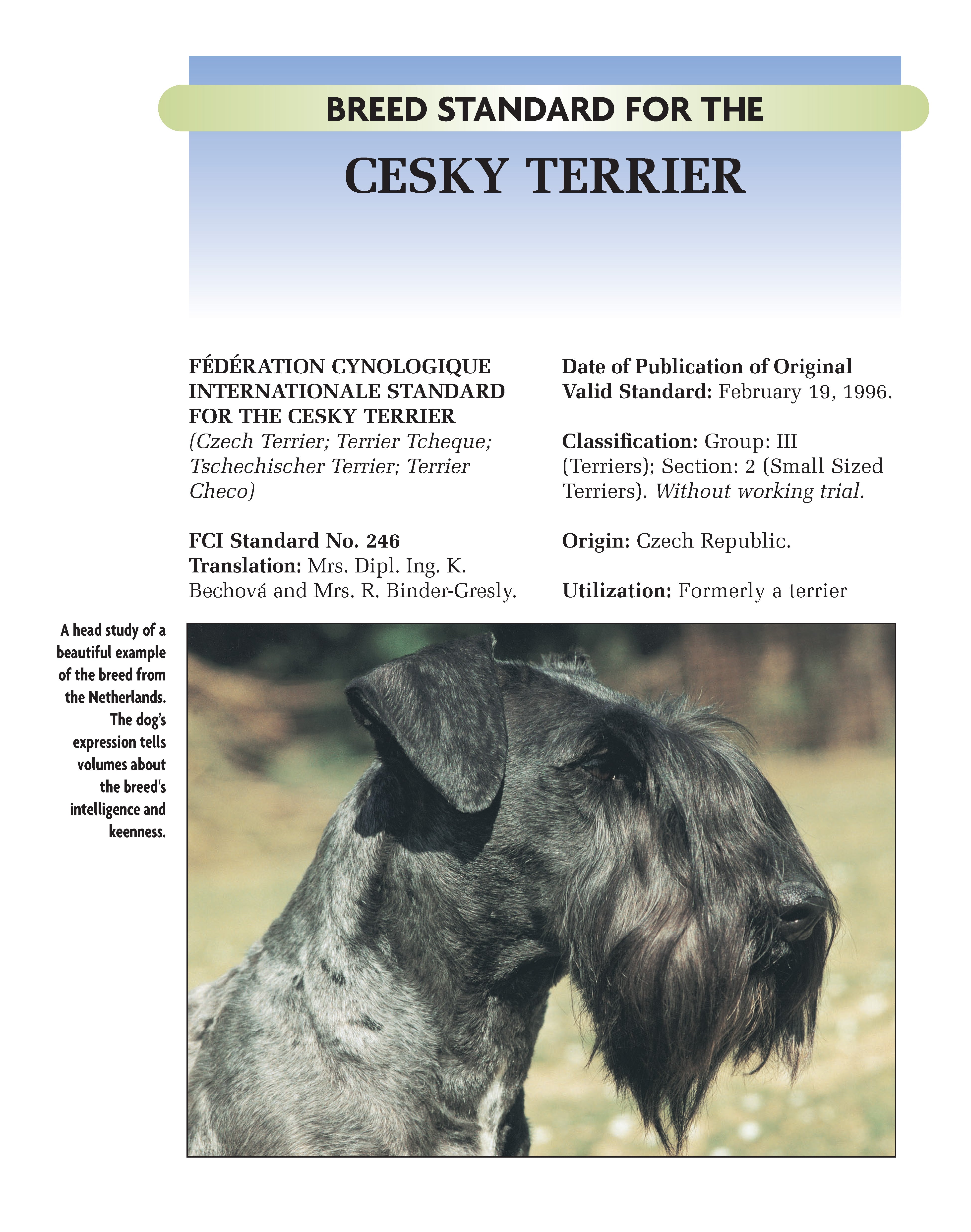 Cesky Terrier