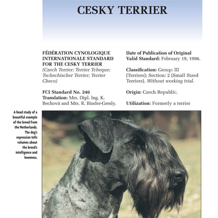 Cesky Terrier