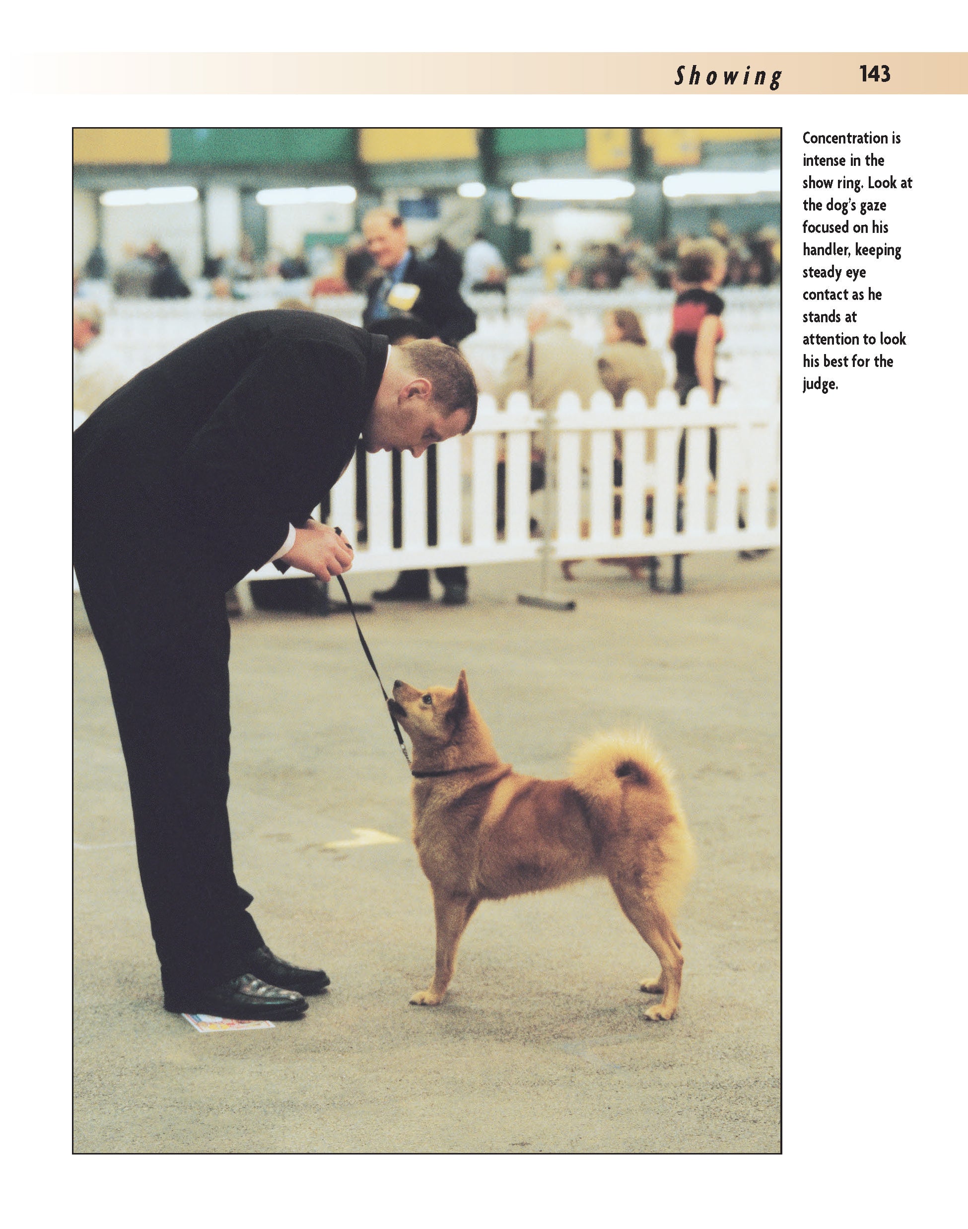 Finnish Spitz