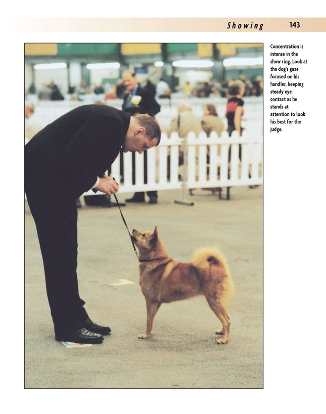 Finnish Spitz