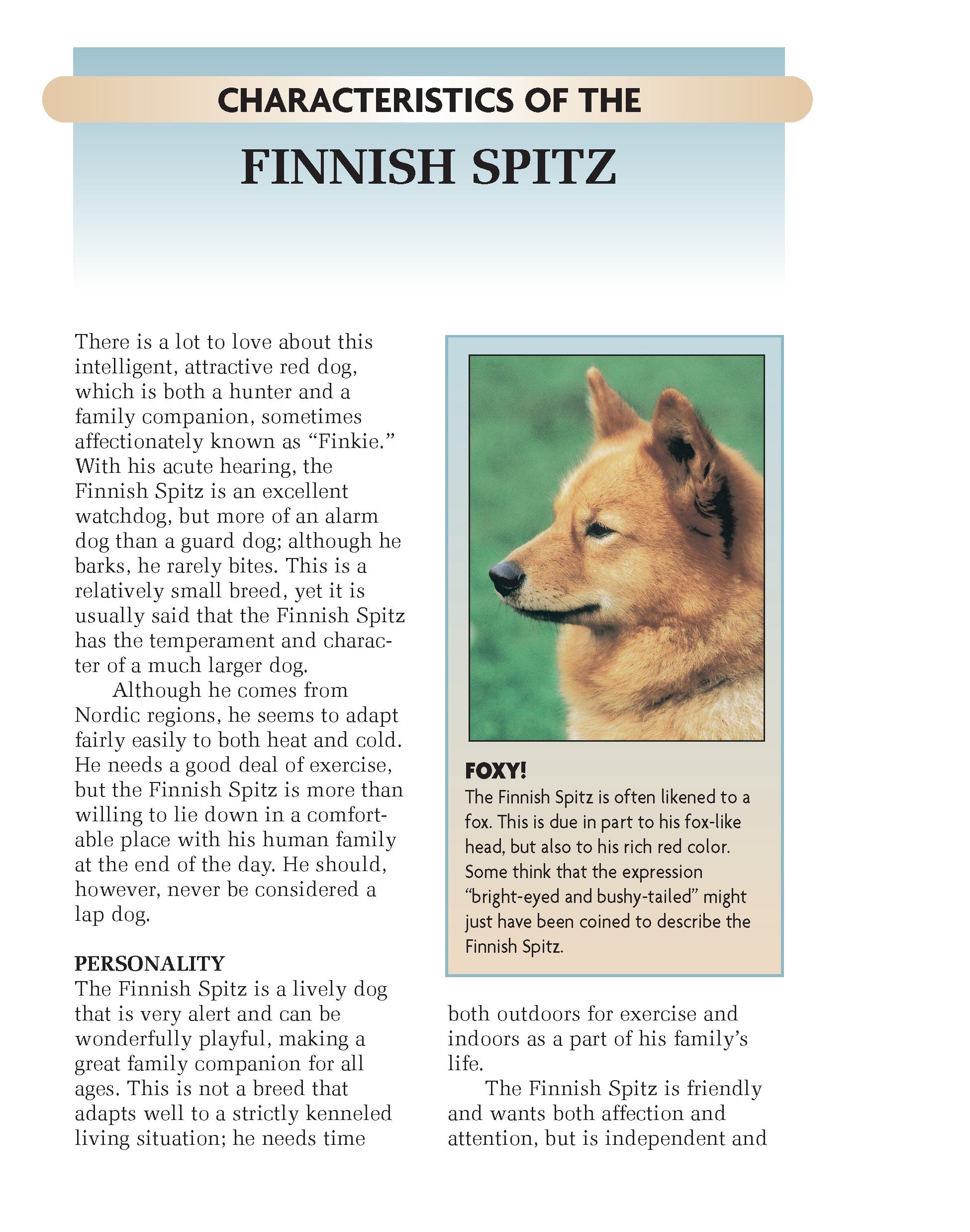 Finnish Spitz