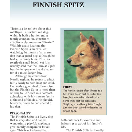 Finnish Spitz