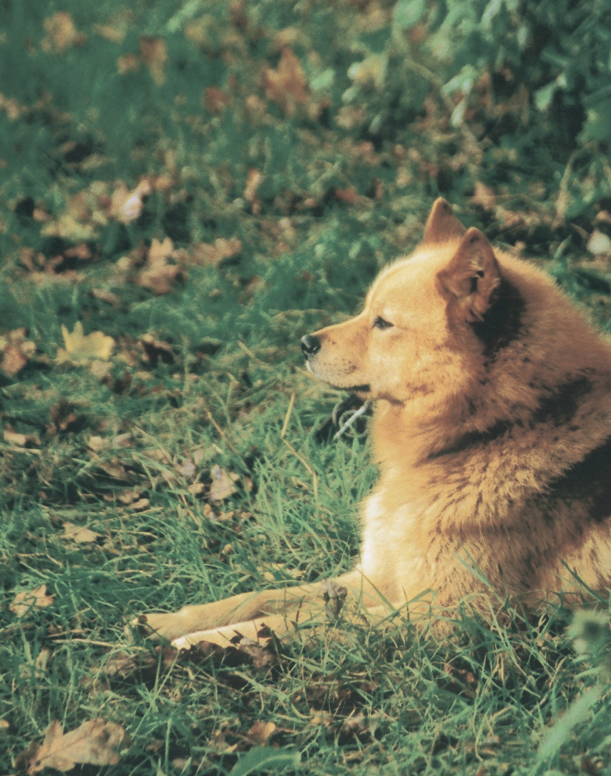 Finnish Spitz