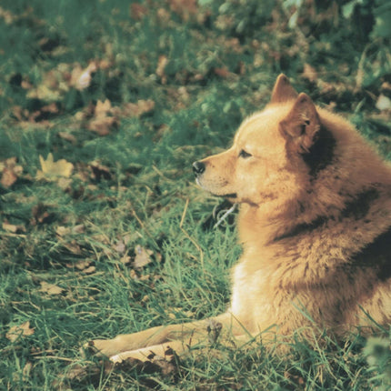 Finnish Spitz