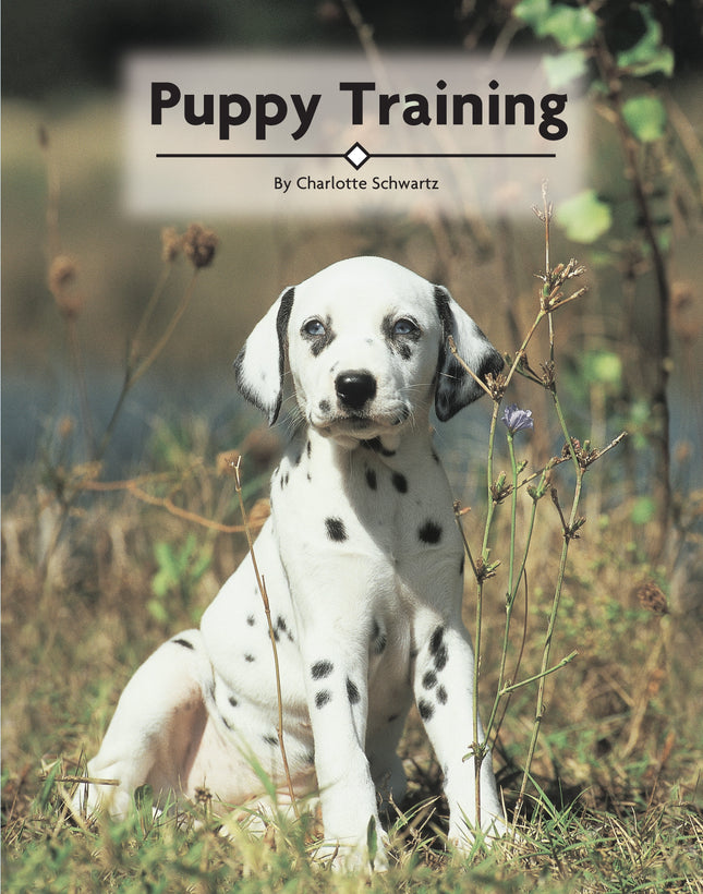 Puppy Training