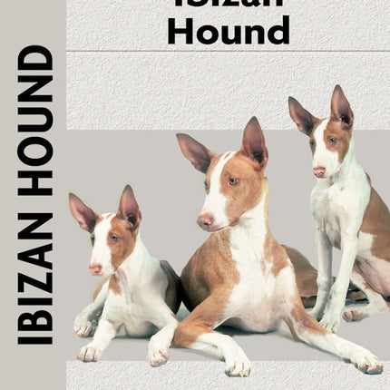 Ibizan Hound