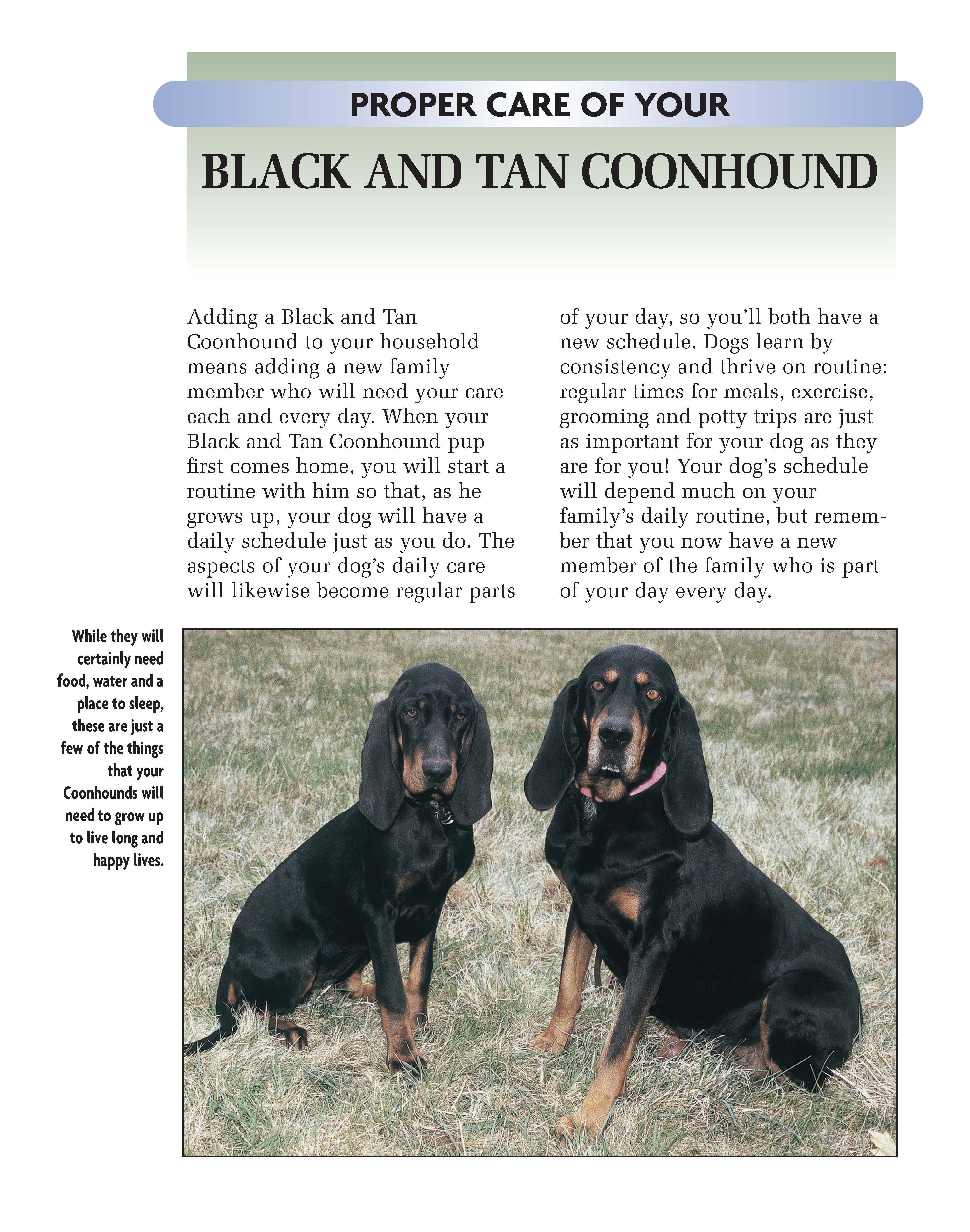 Black and Tan Coonhound