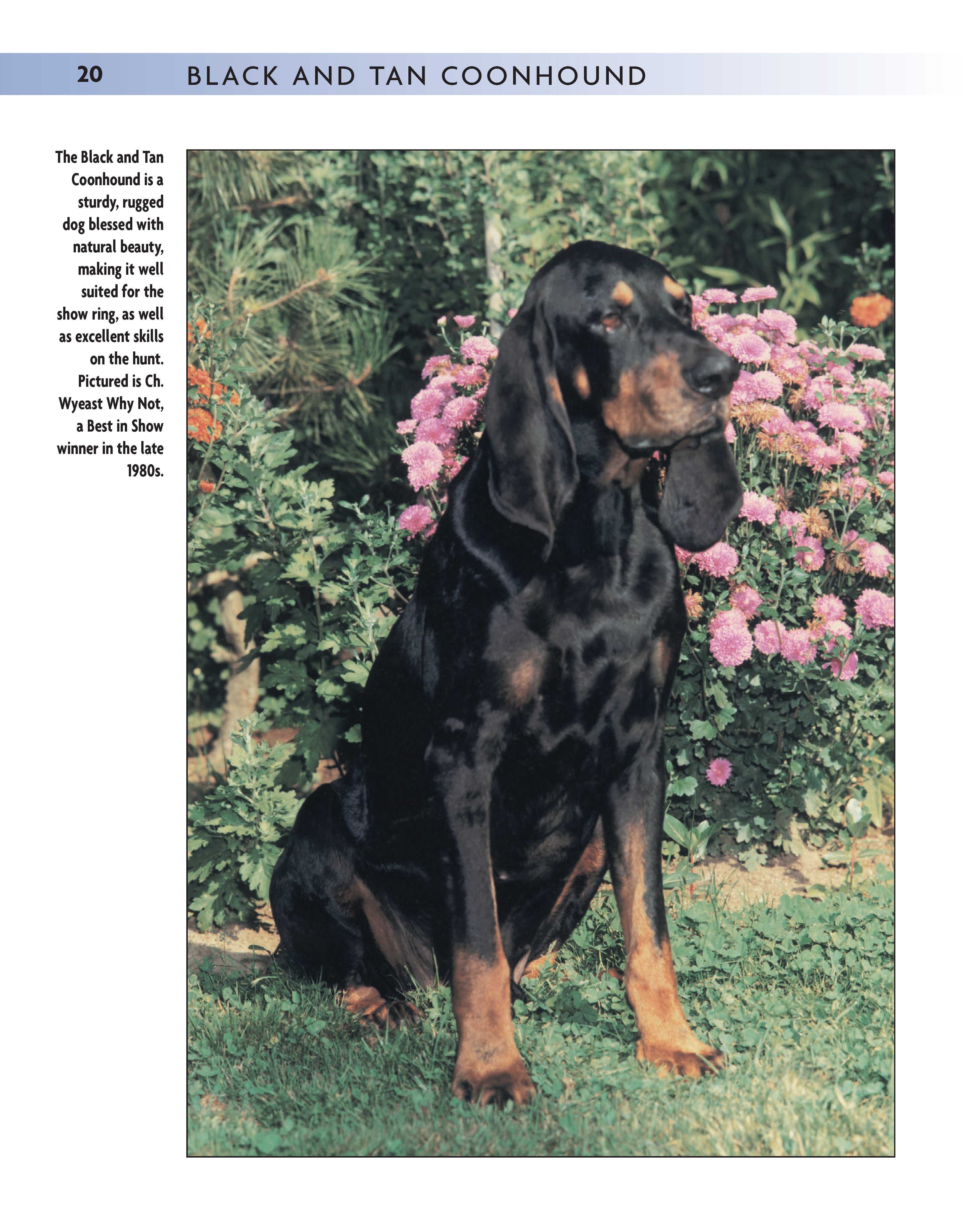 Black and Tan Coonhound