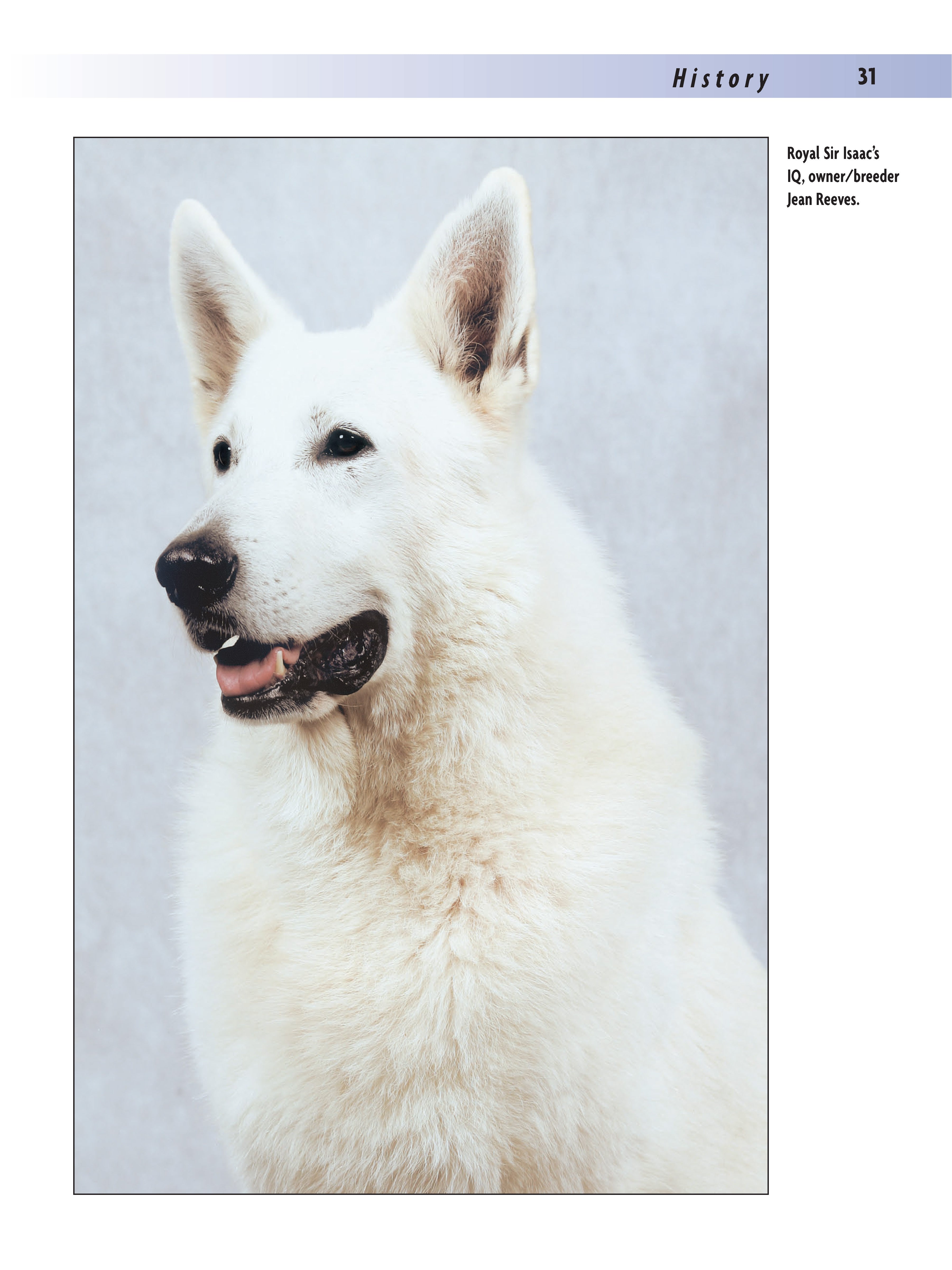 White Shepherd