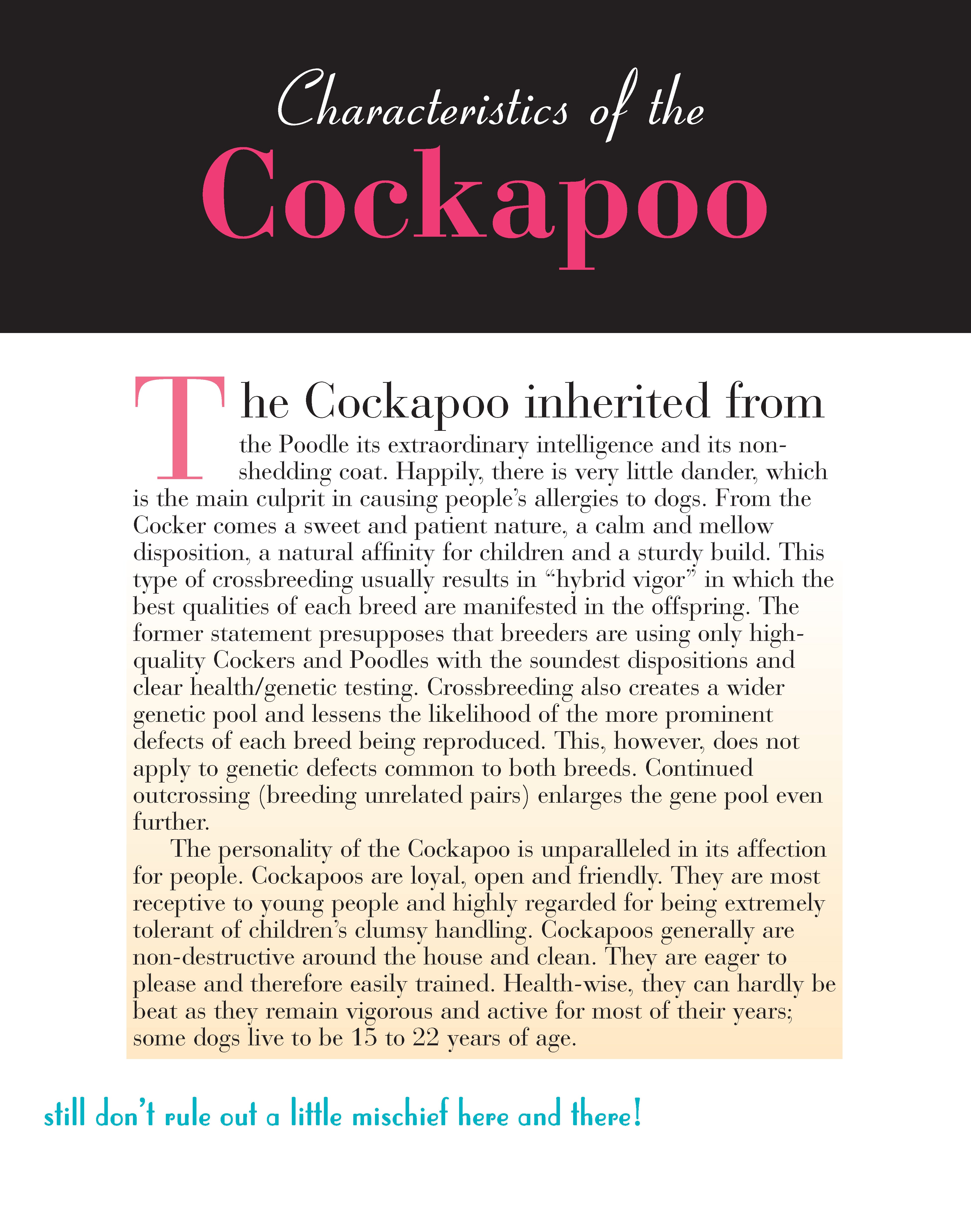 Cockapoo