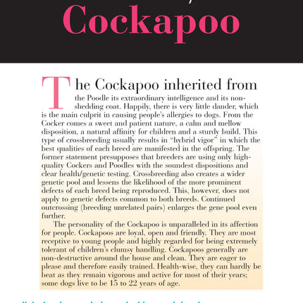 Cockapoo