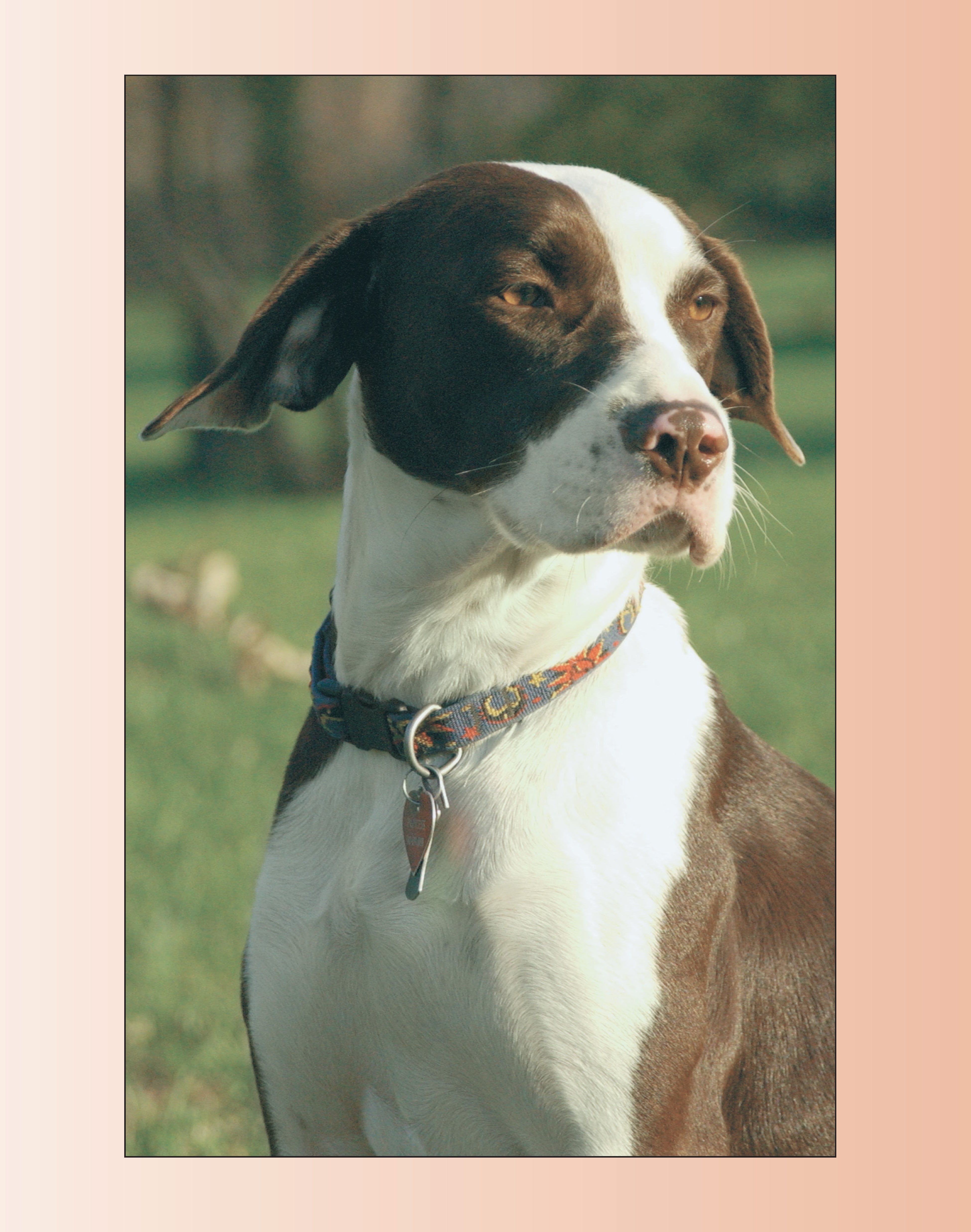 Training Your Mixed Breed