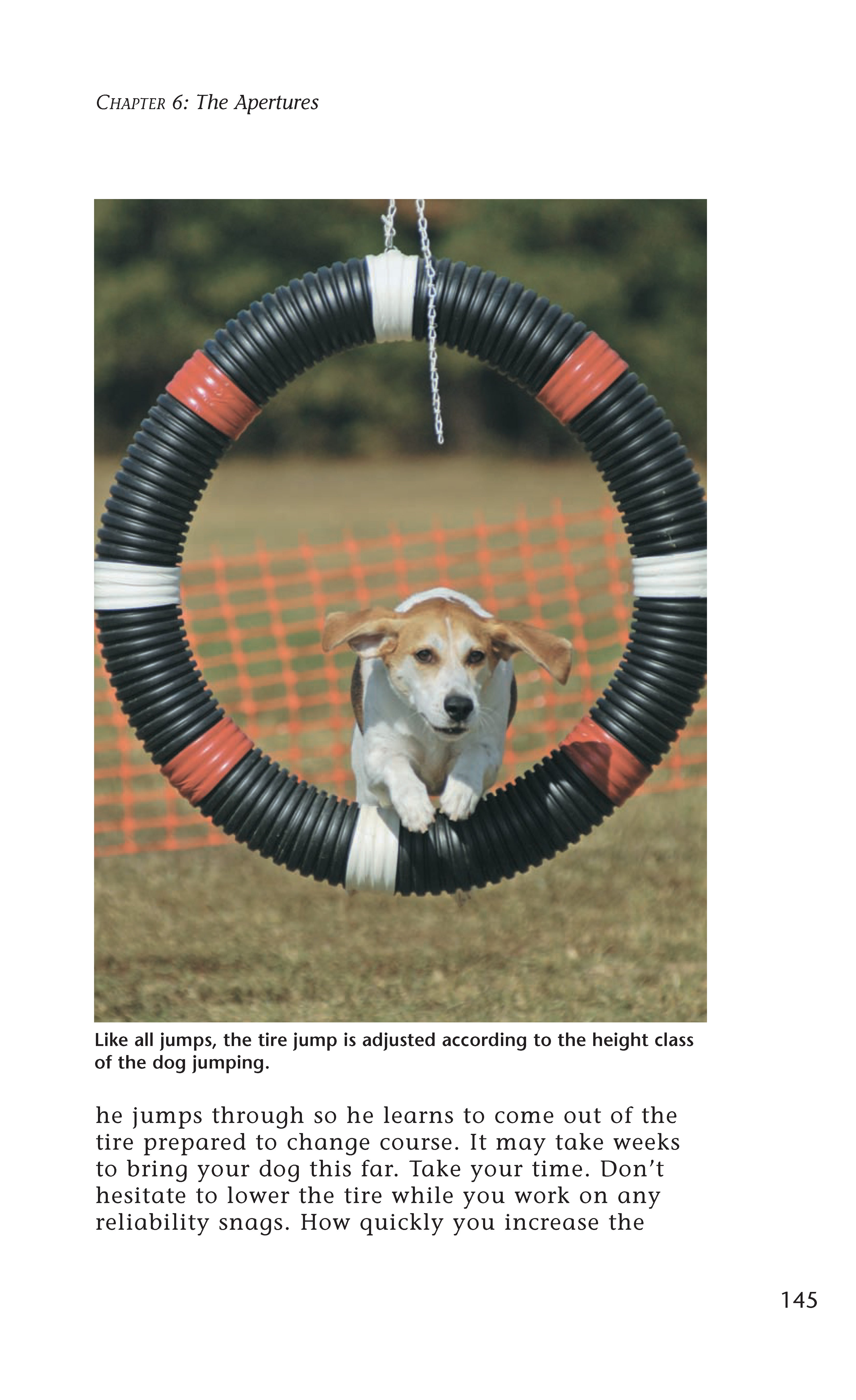 Enjoying Dog Agility