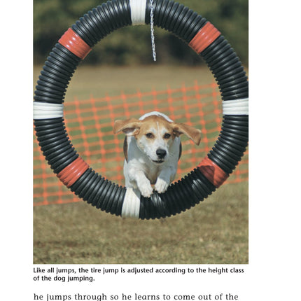 Enjoying Dog Agility