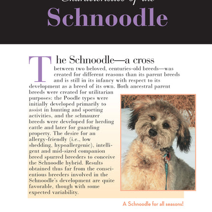 Schnoodle