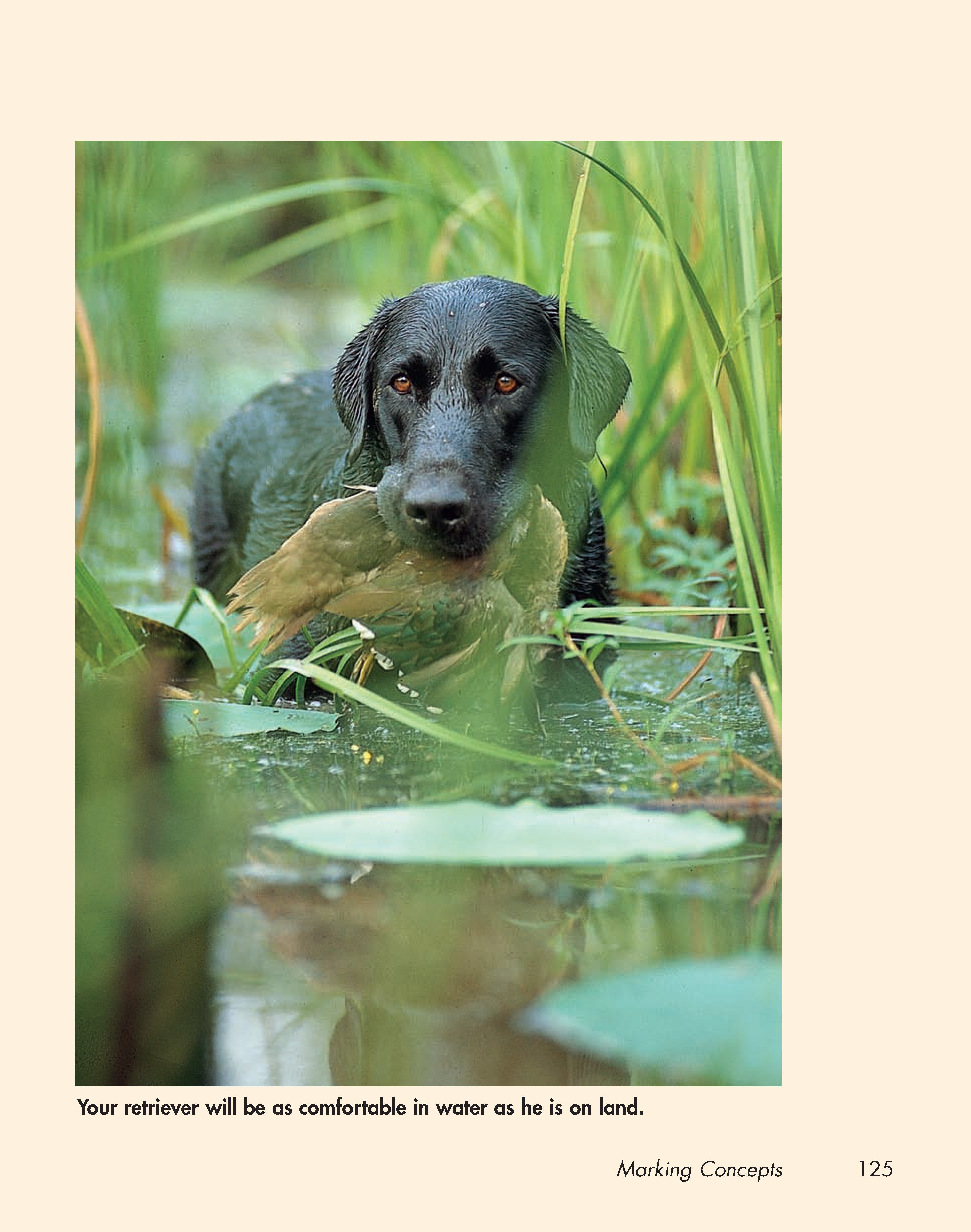 Retriever Madness