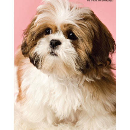 Shih Tzu