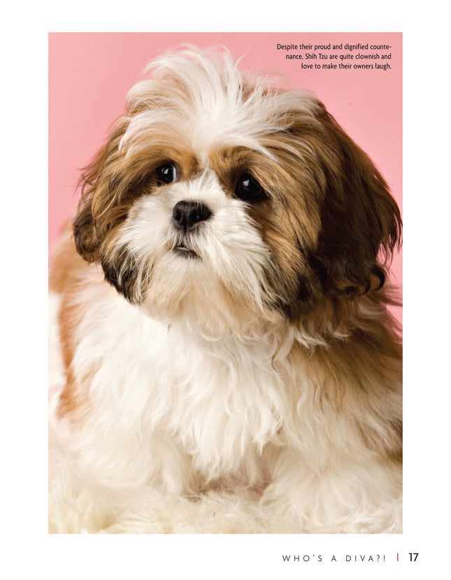 Shih Tzu