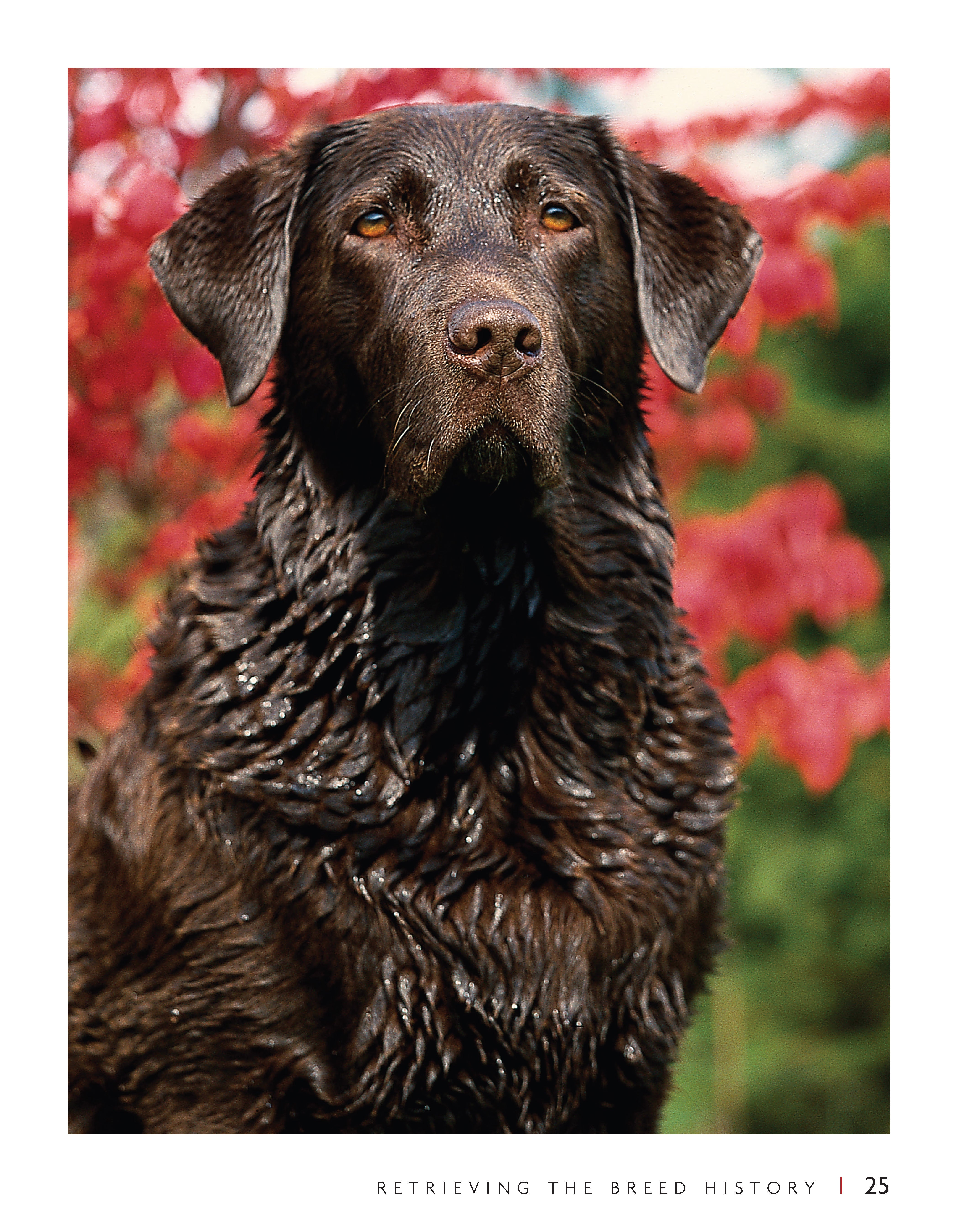 Labrador Retriever