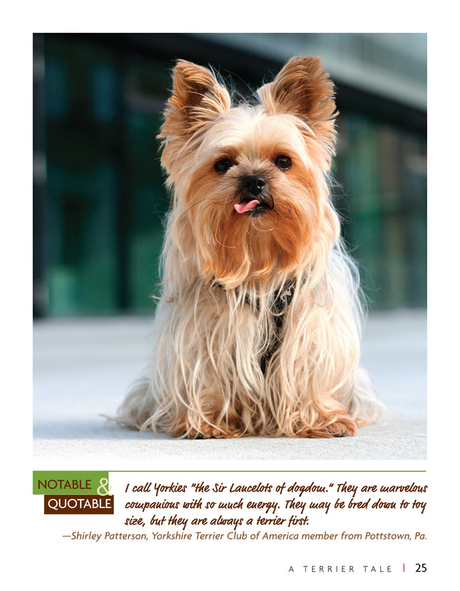 Yorkshire Terrier