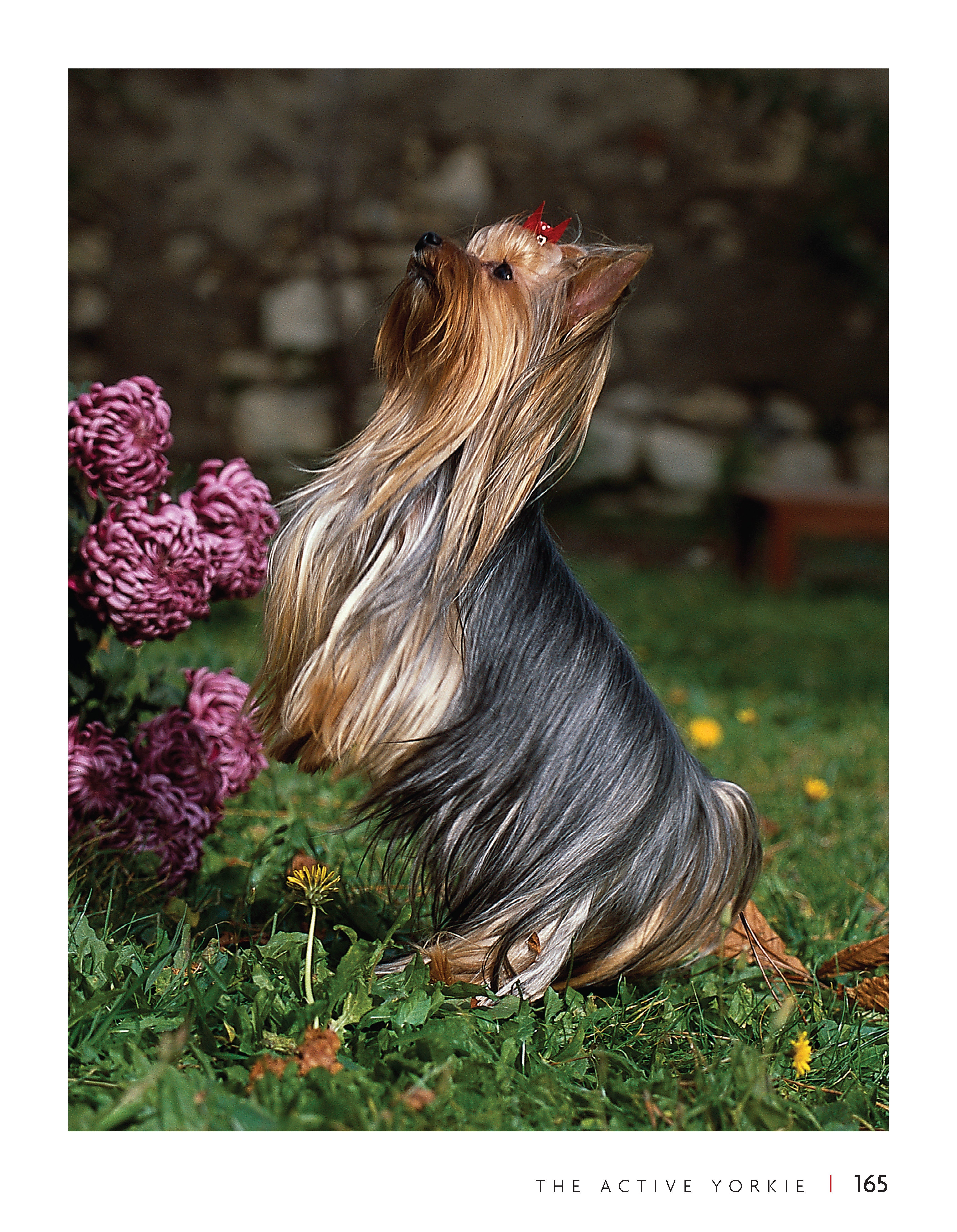 Yorkshire Terrier