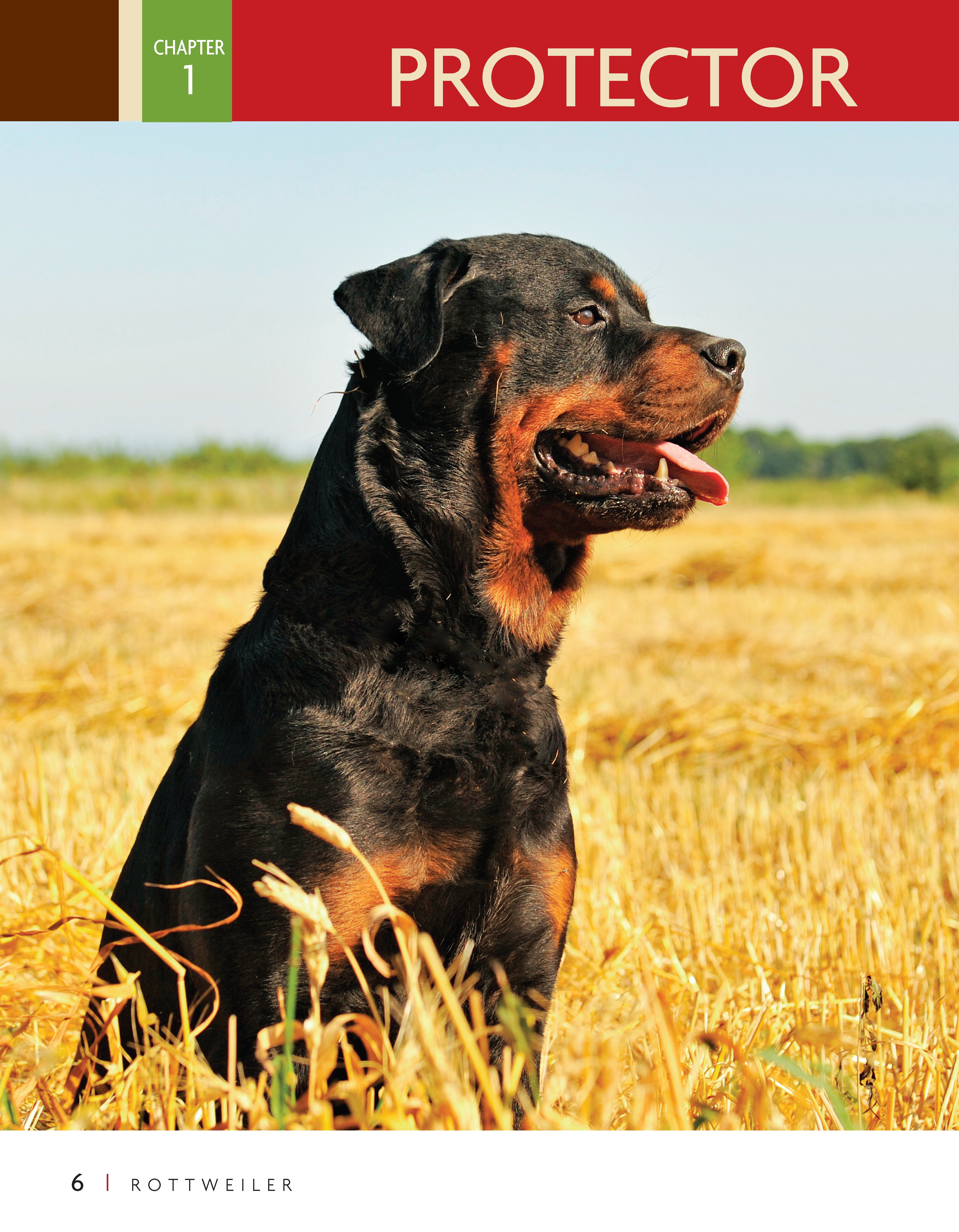 Rottweiler