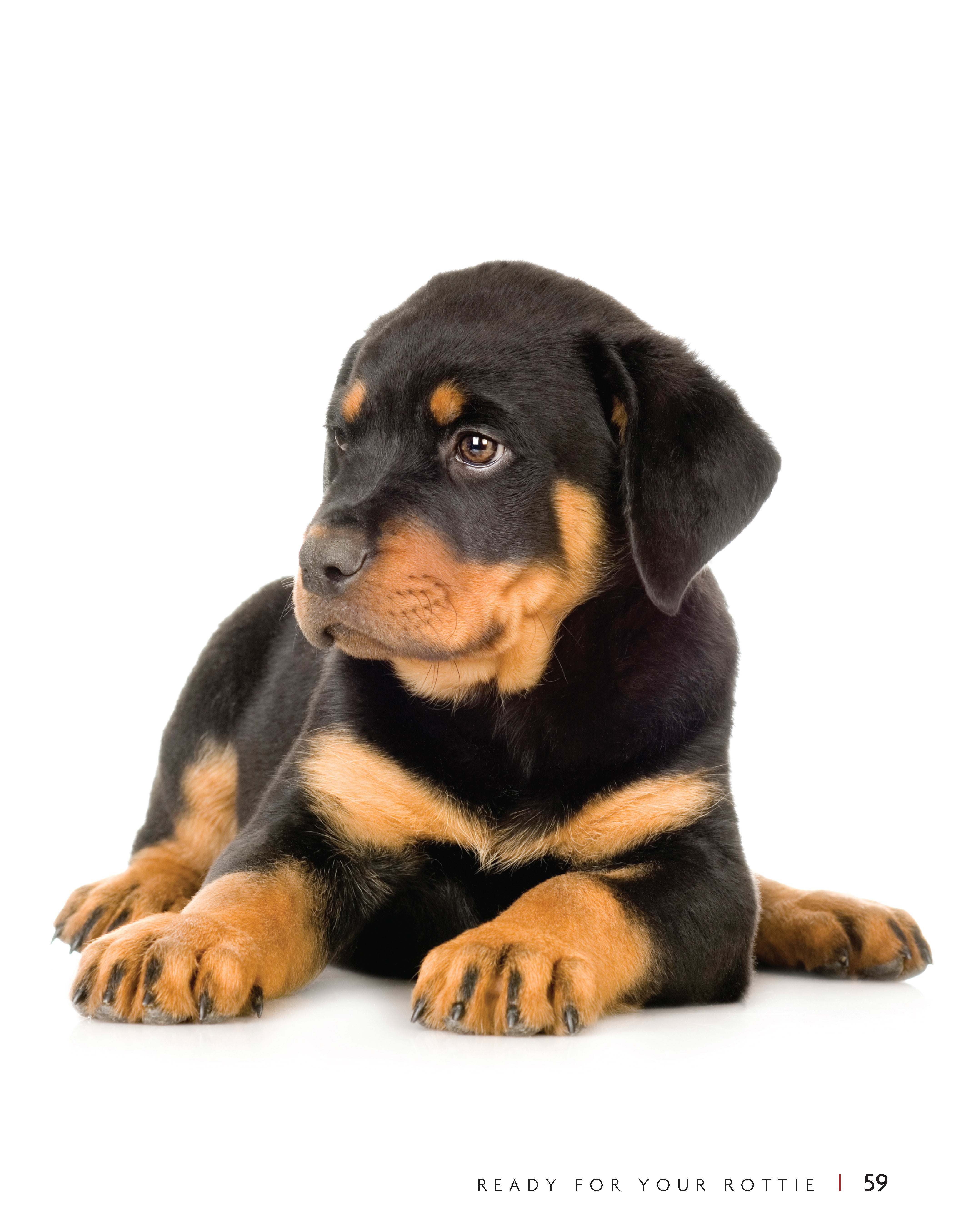 Rottweiler