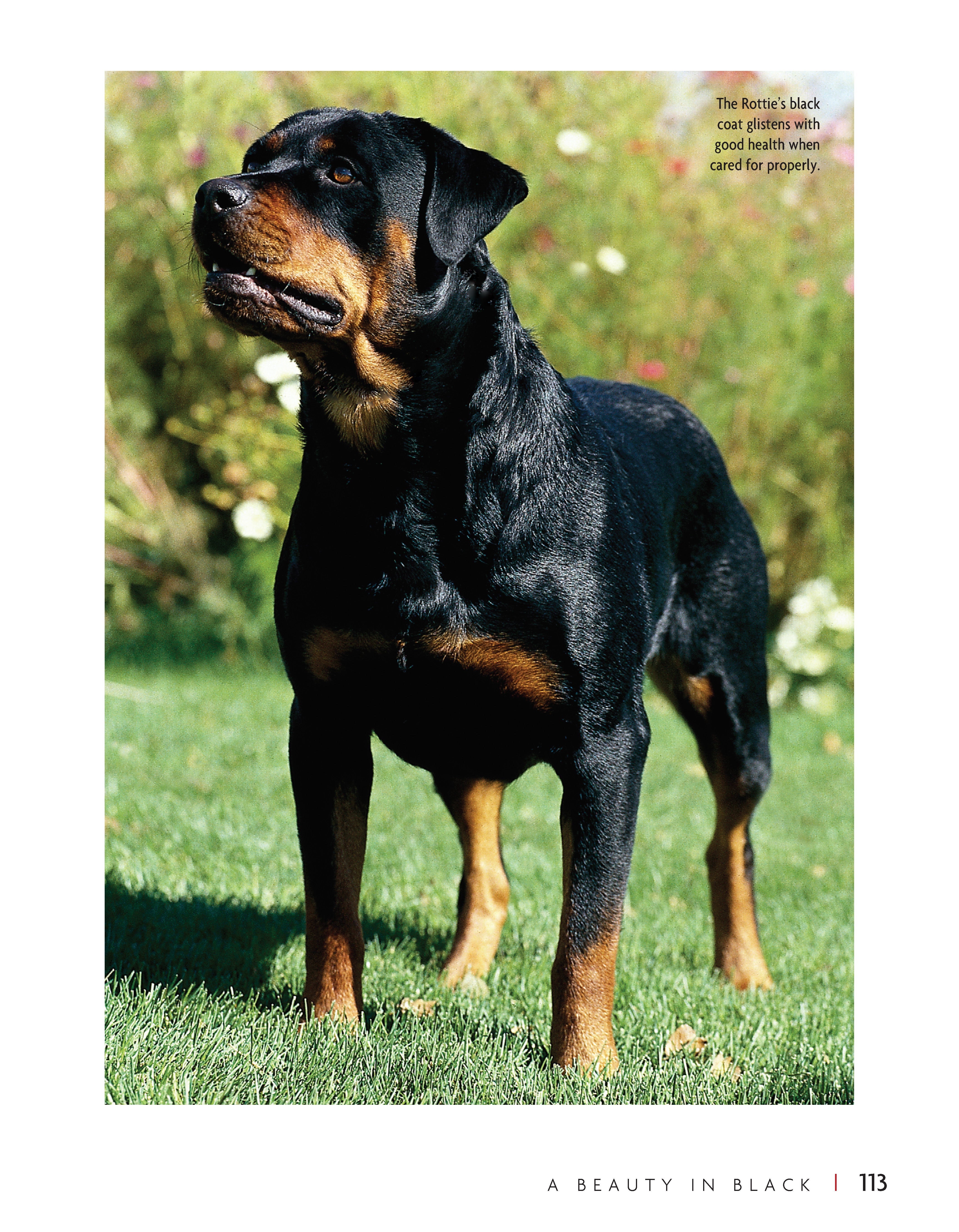 Rottweiler