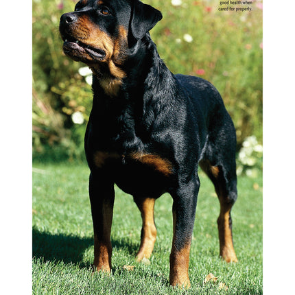 Rottweiler