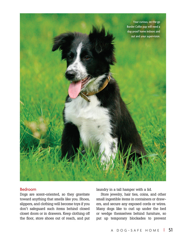 Border Collie | Hardback