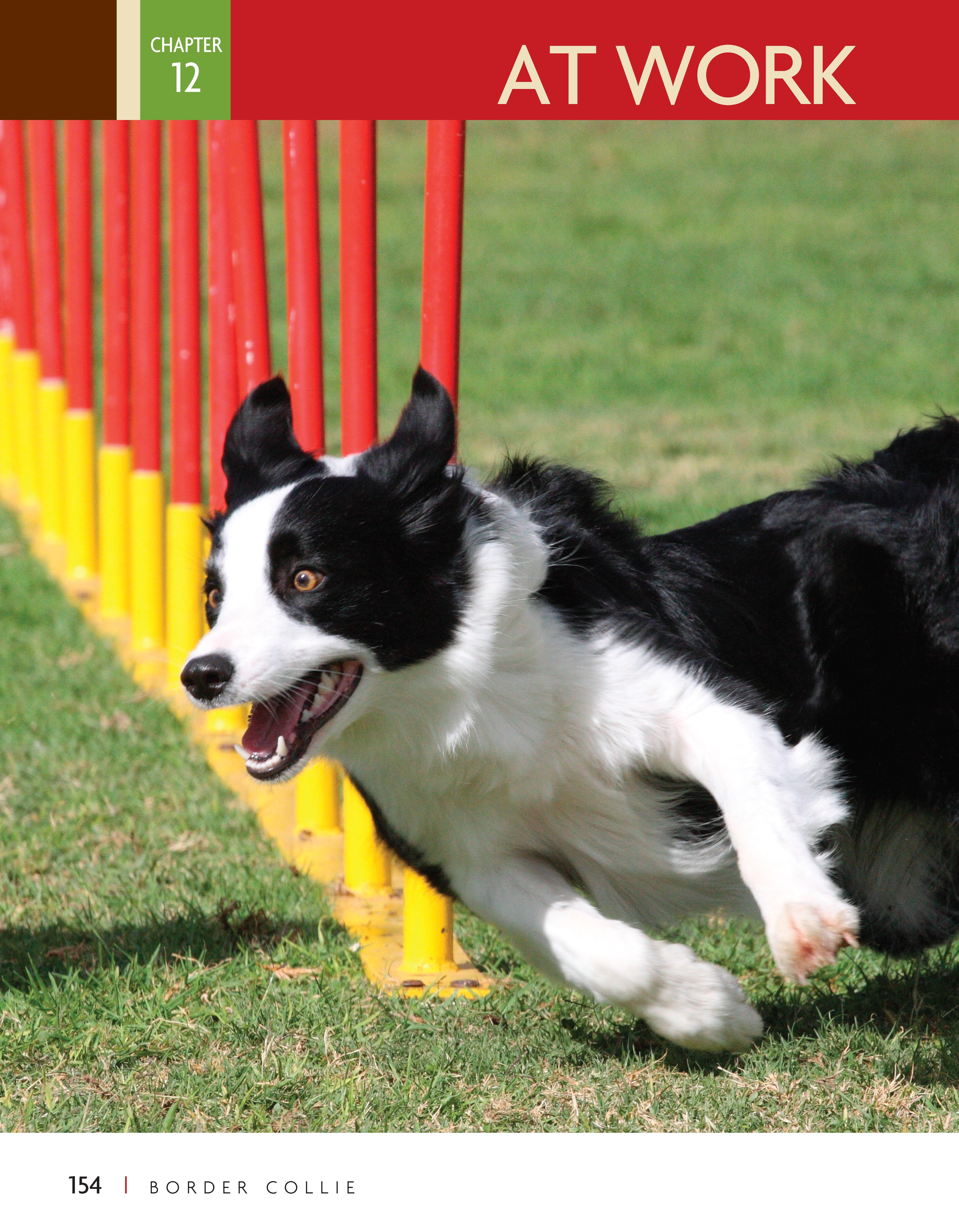 Border Collie | Hardback