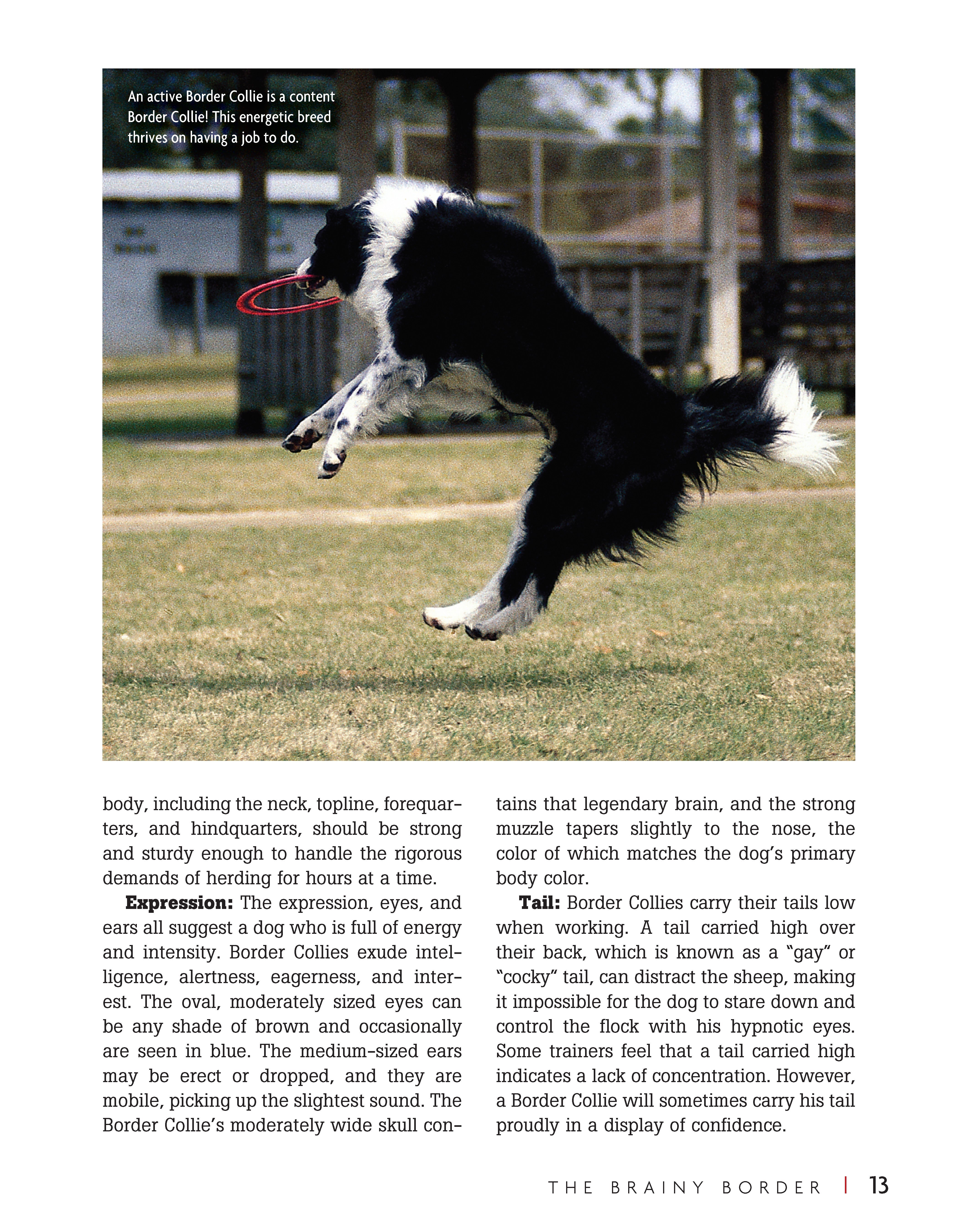 Border Collie | Hardback