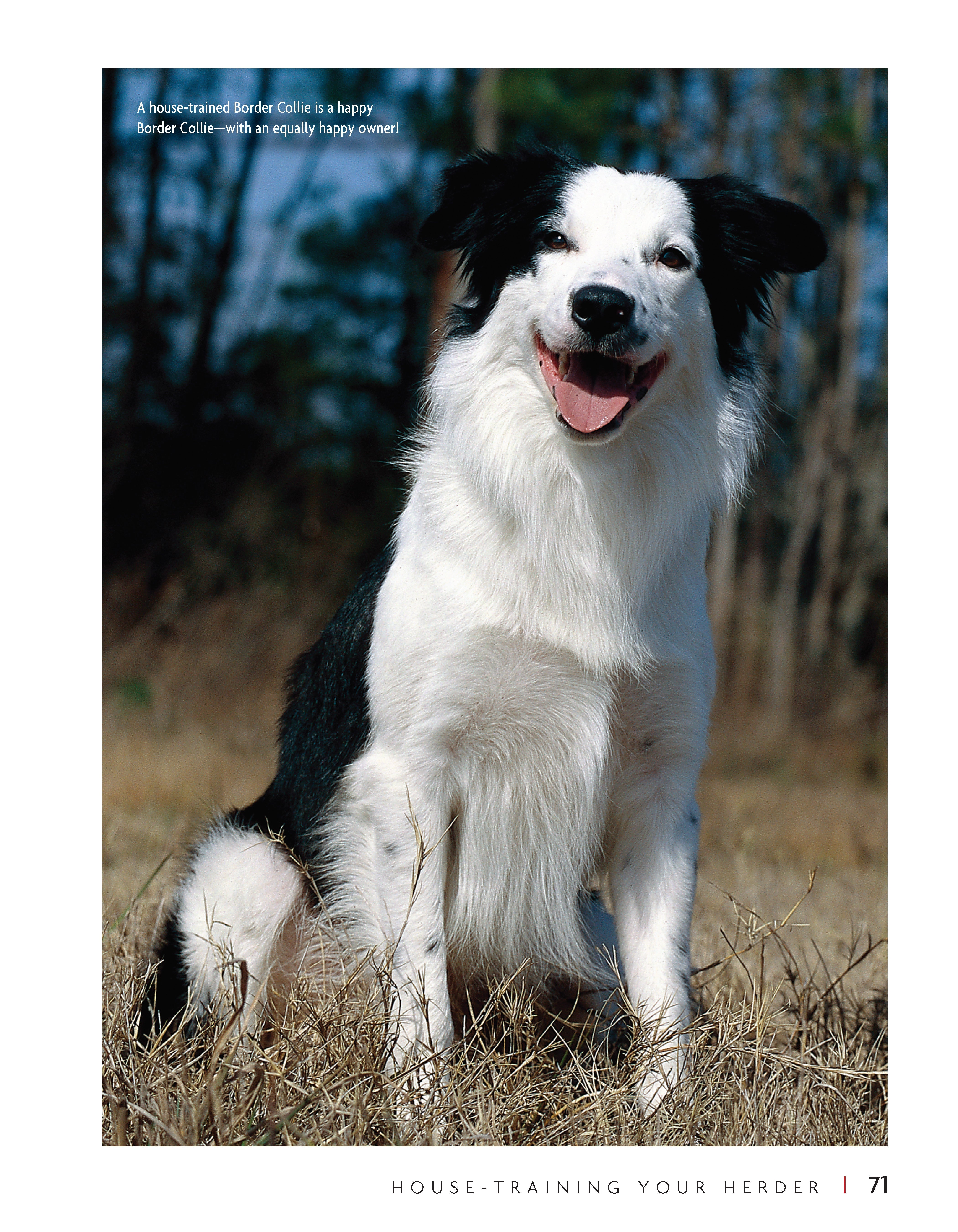 Border Collie | Hardback