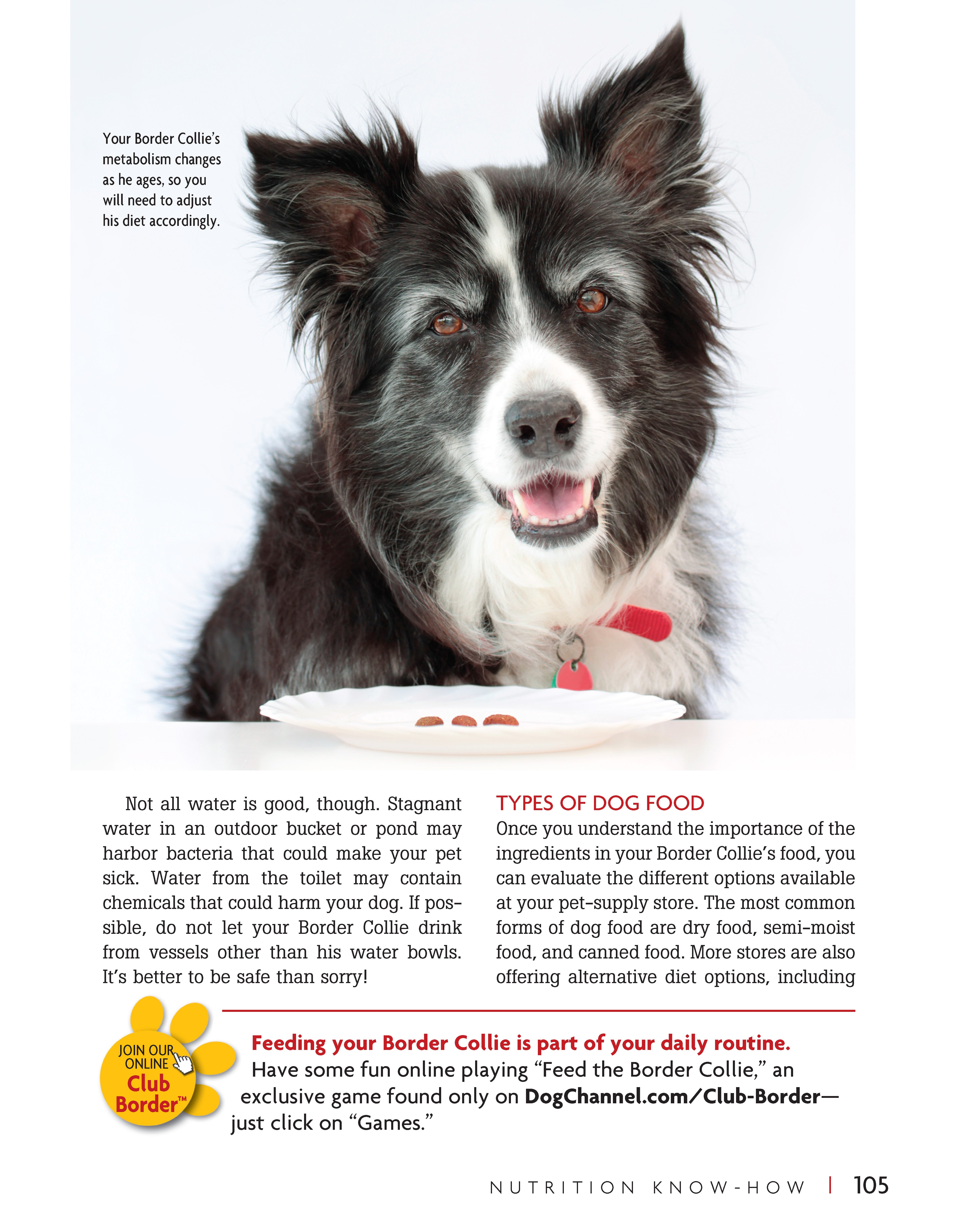 Border Collie | Hardback