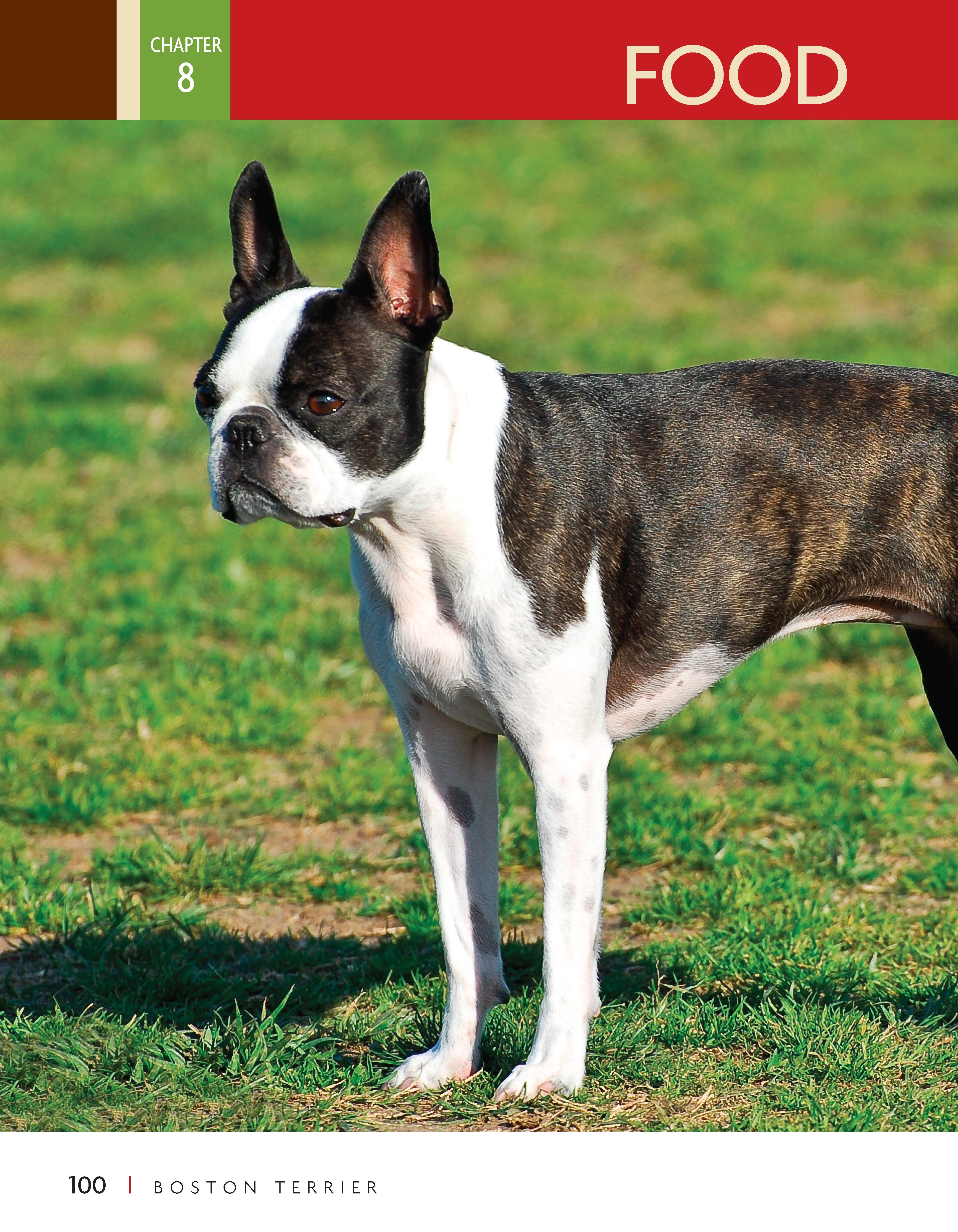 Boston Terrier